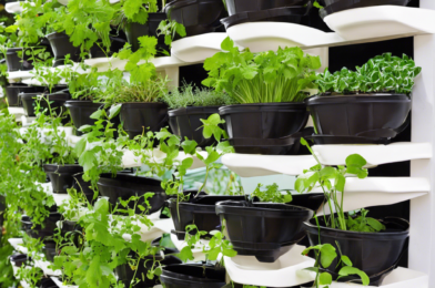 Vertical Gardening: Tips for Growing Herbs Indoors